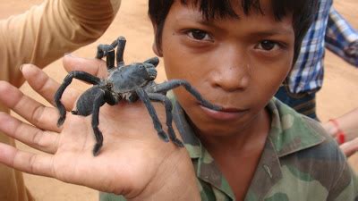 We did not find results for: Over There: Tarantula village!