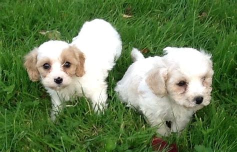 Like most small breeds, the cavachon will develop small dog syndrome if not properly trained and socialized well from an early age. Cavachon Puppies For Sale | Texas City, TX #290723