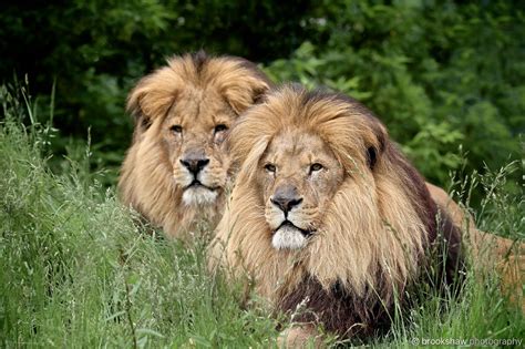In the big cat sanctuary near me that means a 12 ft tall chain link fence around the perimeter of the enclosure. Lion Brothers - Two stunning African Lion brothers named ...