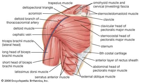 Supraspinatus and infraspinatus tendons join about 15mm proximal to their insertion and become inseparable. Swimmer's Shoulder - Swimspire