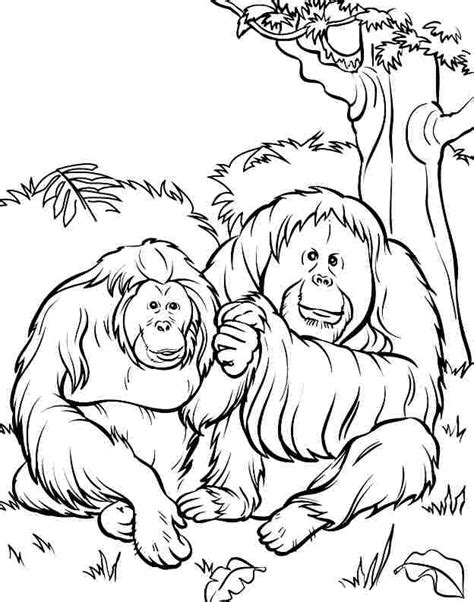 Select from 35970 printable coloring pages of cartoons, animals, nature, bible and many more. Free Orangutan Coloring Pages, Download Free Orangutan ...