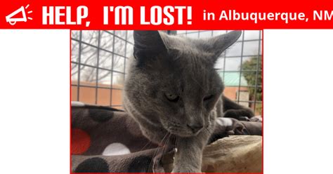 Focus your efforts on a thorough search spreading the word and flyers around. Lost Cat (Albuquerque, New Mexico) - Moonshadow
