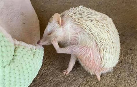 Hedgehog Dry Skin Solutions - Heavenly Hedgies