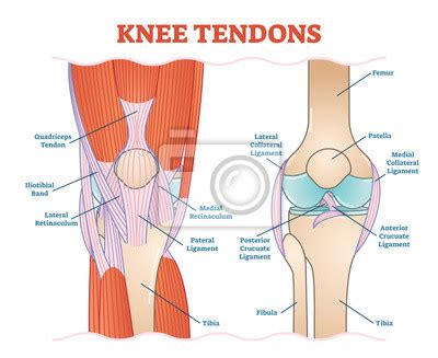 Also keep the weight in the front leg so you always have control of the foot resting on the plate. Medizinischer vektorillustrationsentwurf der kniesehnen ...