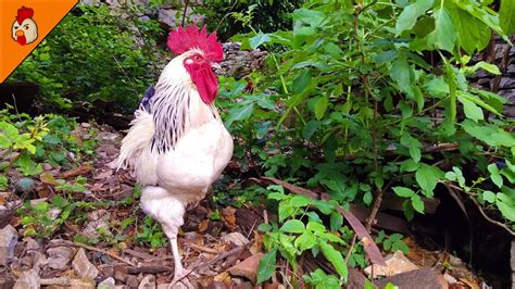 Ours generally don't start crowing until maybe a month after the hens start laying. When do roosters start crowing, ONETTECHNOLOGIESINDIA.COM