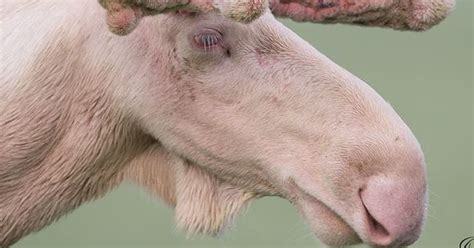 Viele werden überfahren, erklärt kinser. Dieser Albino-Elch sieht aus, als stamme er aus einem Märchen