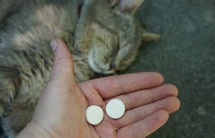 Precautions to take when giving benadryl to cats. The ultimate guide of cat sedative for travel | Cat ...