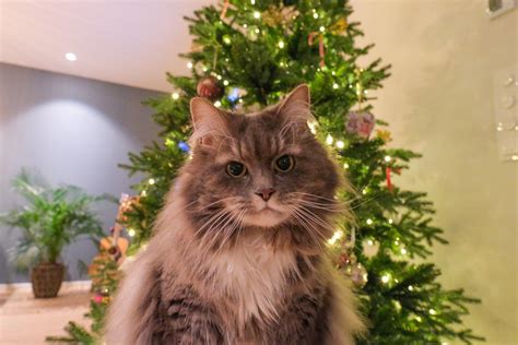 We did not find results for: Merry Christmas, Reddit : cats