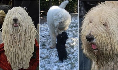 The meek, and the inexperienced dog owner, need not apply. A komondor már a honfoglaló magyaroknak is dolgozott ...