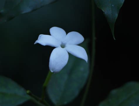 Pianta glandulalosa, pelosa, alta fono a 30 cm. Giardini notturni, quali sono i fiori che sbocciano di notte - DolceVita