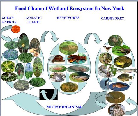 We did not find results for: The Food Chain of Wetland Ecosystem in New York ...