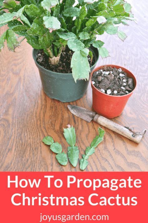 I put mine in the laundry room which gets nice overhead light from the skylight. How To Propagate Christmas Cactus (Holiday, Thanksgiving ...