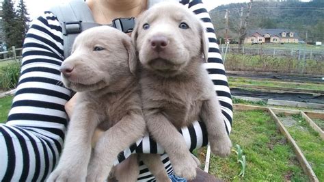 We are a small family based breeder and only have a couple litters a year. Silver lining Labradors Silver lab puppies for sale once a ...
