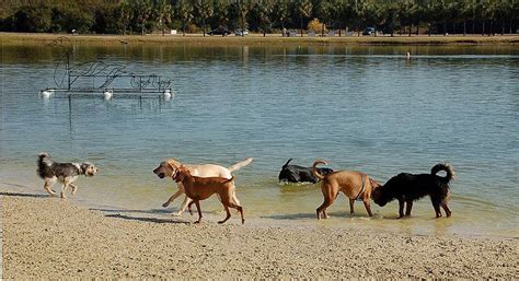 A woman's purse was stolen, and a window was smashed to gain access. (3) Swimming together - Dog Park in James Island County ...