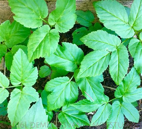 Kruidentuin eetbare planten eetbare tuin keukenkruiden geneeskrachtige planten plantkunde salades recepten tuinieren. zevenblad - de Meisjes van de Moestuin