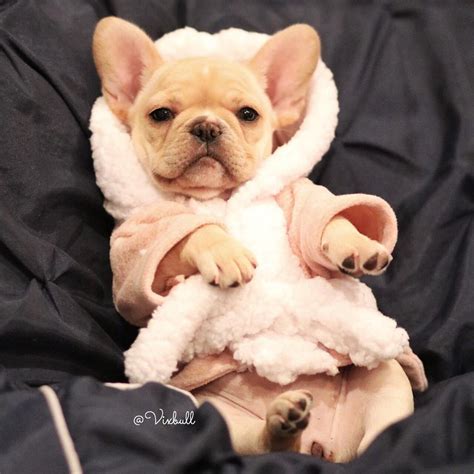 Few dogs are as recognizable as the french bulldog. PICTURE GALLERY