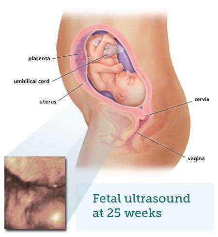 A 4d ultrasound scan of a baby in the womb uploaded to the meddy bear facebook page shows the foetus rubbing its face and dancing, and 'he is very excited about becoming a big brother within the next four weeks,' she said. Fetal ultrasound - 6 months - BabyCentre UK