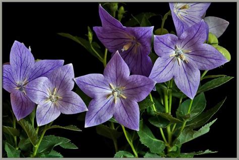 There are many plants with 5 purple petals. Platycodon grandiflorus 'Sentimental Blue'