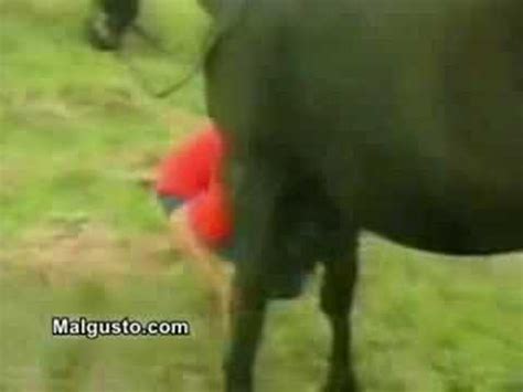 I giochi per cani kong soddisfano gli istinti naturali del tuo animale domestico, come mordere o cacciare, ma servono anche ad aumentare la sua attività fisica e la masticazione. signora si fa cacare dal cavallo - YouTube