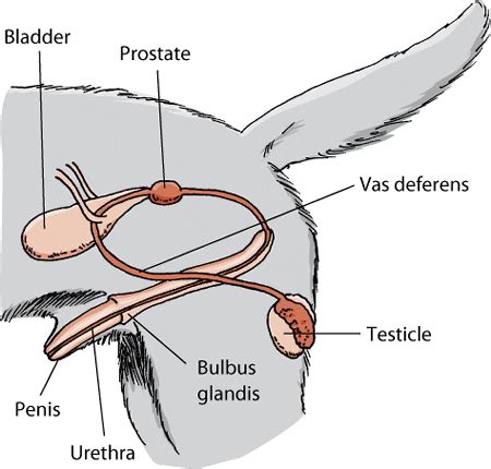 List of different parts of a dog with images and examples. The Gonads and Genital Tract of Dogs - Dog Owners - Merck ...