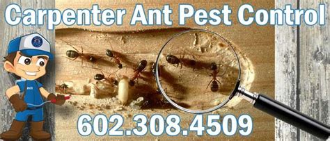 Pest control cost for cockroaches. Carpenter Ant Control Phoenix Az | Bills Termite Co.