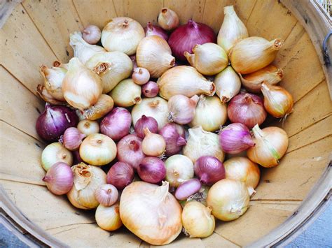 7 Secrets to Harvesting, Curing, and Storing Onions - Garden Betty