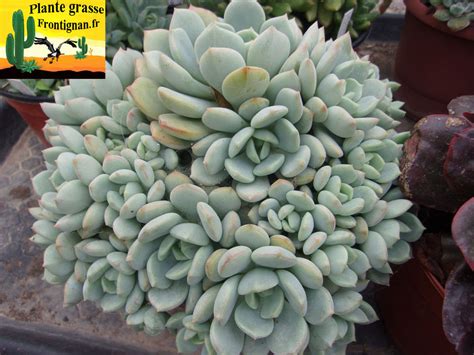 Bright light with ample airflow. Graptoveria A Grim One