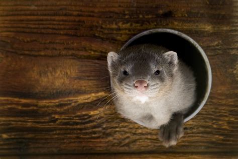 Employees from the danish veterinary and food administration and the denmark, the world's largest mink fur exporter, produces an estimated 17 million furs per year. Mink 10 | Denmark is the world's largest mink producing ...