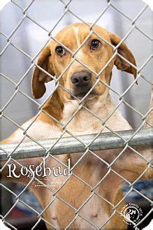 Uber wagmore tennessee pets in need of adoption or rescue. Pin by uber wagmore on ADOPT A HOUND | Dogs, Pets, Dog cat