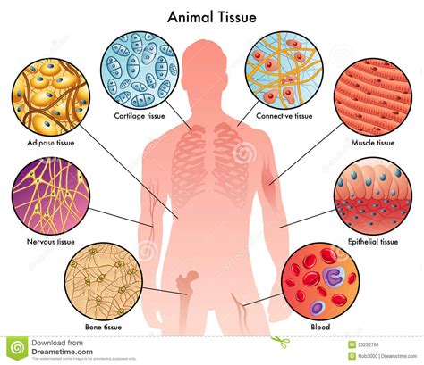 Check spelling or type a new query. animal tissue clipart 20 free Cliparts | Download images ...