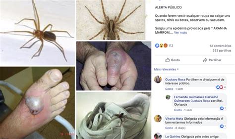 Viúva negra é um filme agridoce. Há uma epidemia de aranha-marrom em Portugal? - Polígrafo