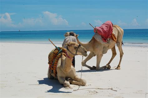 They used to give rides on one at the zoo when i was. Our Yuppie Life: camel rides on the beach