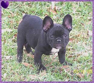 All dogs are breed to the. Frenchie