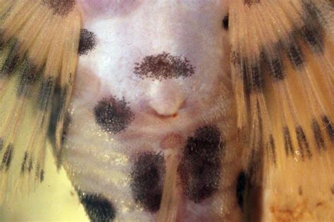 Der l 134 stammt aus den klarwasserflüssen rio tapajos, pimental und rio jamanxin in brasilien. Peckoltia compta (L 134) - L-Wels Datenbank - Welsfans