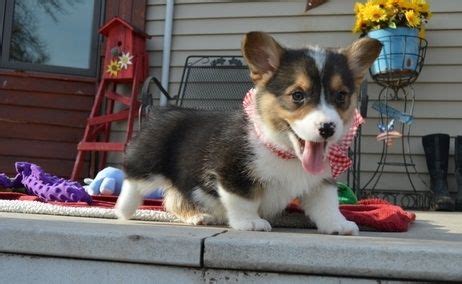 From their birth we train the corgi puppies we required training so they corgi puppies are one of the popular breeds among rest other breeds. Pembroke Welsh Corgi Puppies For Sale | Savannah, GA #297570