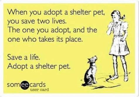The aspca's wonderful adoptable dogs and cats are waiting for you right now! Pin on All About Pets
