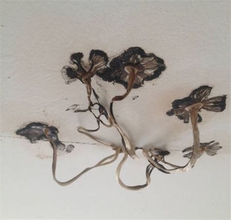 Maybe you would like to learn more about one of these? Mushrooms growing out of a bathroom ceiling