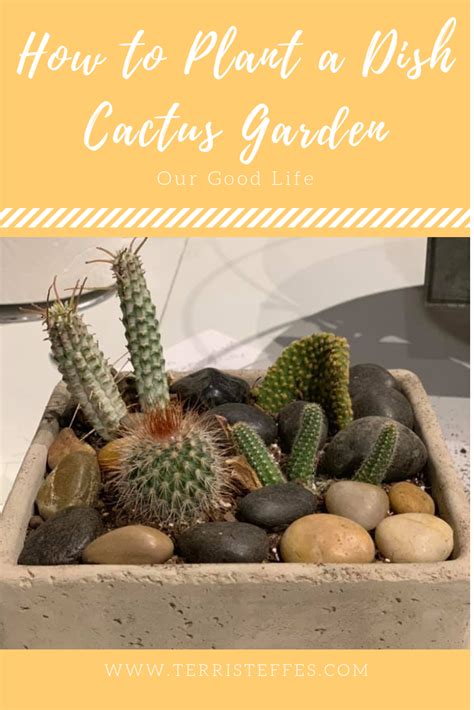 How to tell if a cactus is underwatered. Planting a Dish Cactus Garden | Our Good Life