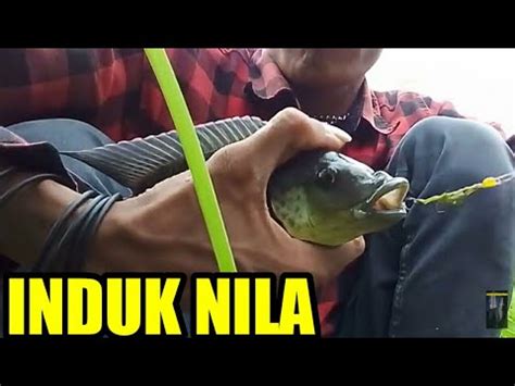 Jika anda bermimpi yang demikian, wajar jika mimpi tersebut membuat anda merasa resah. STRIKE NILA BABON MANCING DI AIR JERNIH MENGGUNAKAN UMPAN ...