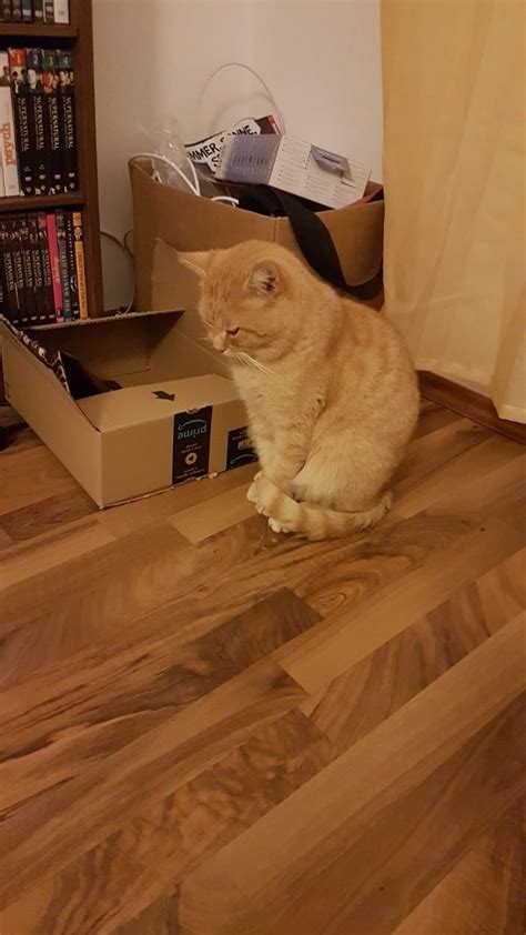 Wir verzweifeln schon daran bin nur noch am firstputzen wir wohnen jetzt seit 3 wochen mit dem kater in der neuen wohnung er ist 5 jahre alt und hat so etwas noch nie zuvor gemacht er hatte bis vor 5 wochen noch eine katze an. Kater pinkelt ganze Wohnung voll. Unsauberkeit lässt sich ...