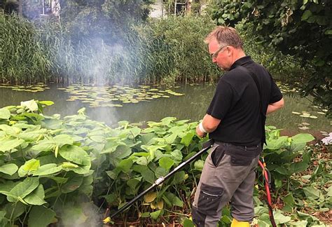 Door zijn sterke groeikracht worden inheemse plantensoorten verdrongen. Bestrijding Japanse duizendknoop door elektrocutie ...