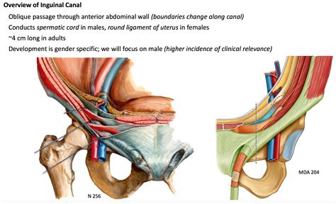 Find this pin and more on анатомия by константин. FX_3468 Groin Diagram Female Download Diagram