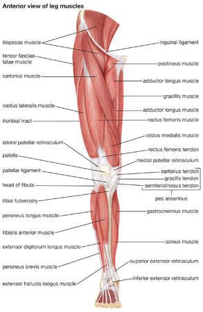 The following diagram illustrates the actions of the terms adduction, abduction, flexion and anterior compartment thigh muscles. Leg Muscles Diagram and the Cure!