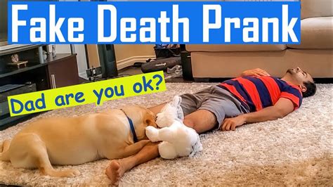 How to stop my puppy biting me all the time. Fake Death Prank on my Labrador Puppy | He Starts Biting ...