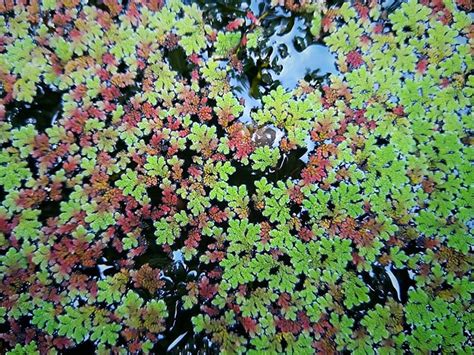 Shallow containers are best for ferns in container gardens. 30 Water Plants That Will Transform Your Water Garden