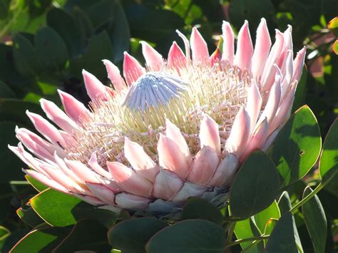 Climbing vine with spectacular, unique flowers. My favourite South African flower. The King Protea ...