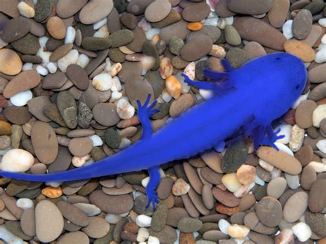 Check spelling or type a new query. Pet Axolotl Blue - Anna Blog