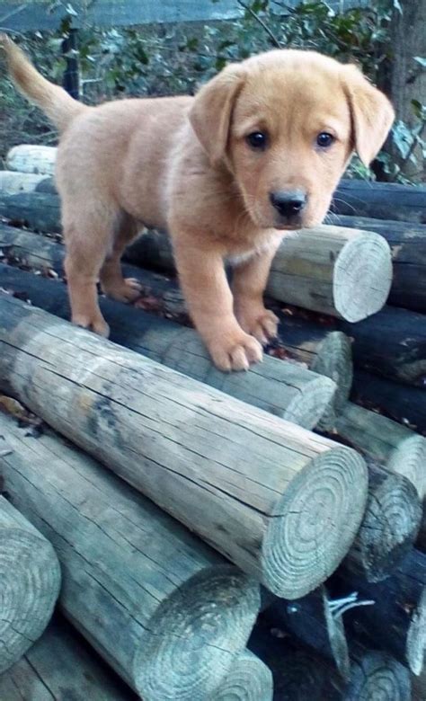 Akc registered pups with 6 generations of ofa certifications. Golden Retriever Lab Mix Puppies Virginia | Top Dog ...