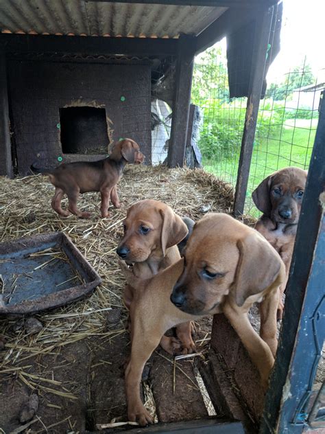 Redbone coonhound temperament and personality. Redbone Coonhound Puppies For Sale | Hillsboro, OH #280834