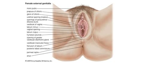 Last season penalties were at an all time low. This Is What The Perfect Vagina Really Looks Like ...